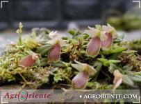 : Epidendrum porpax